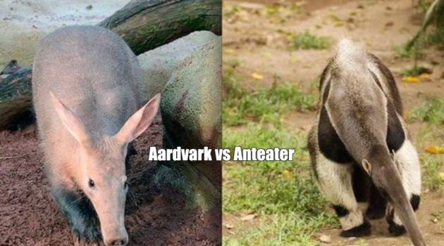 Aardvark vs Anteater